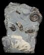 Ammonite (Promicroceras) Fossil Cluster - Somerset, England #63508-3